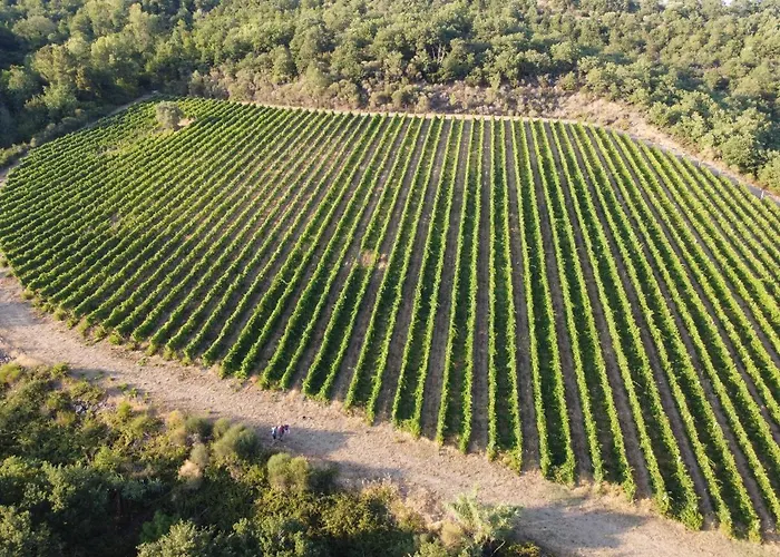 Farma Tabaccaia - Cortona *